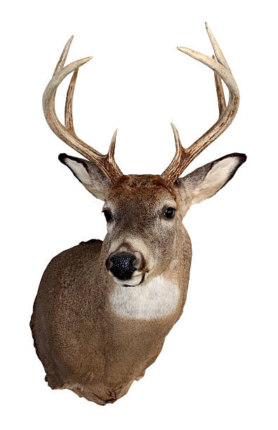 istock Whitetail Buck Isolated on White 176690044
