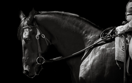 Black Tennessee walker gelding with black background edit in black and white