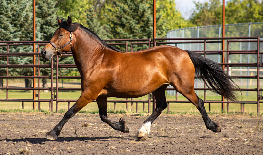 Bay Welsh Cob trotting in arena