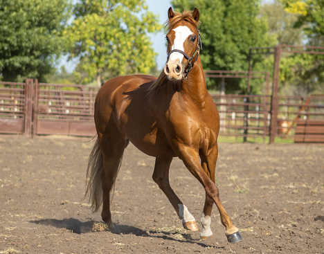 Red welsh pony trotting in arena