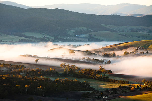 Yarra Valley Fog at Sunrise stock photo