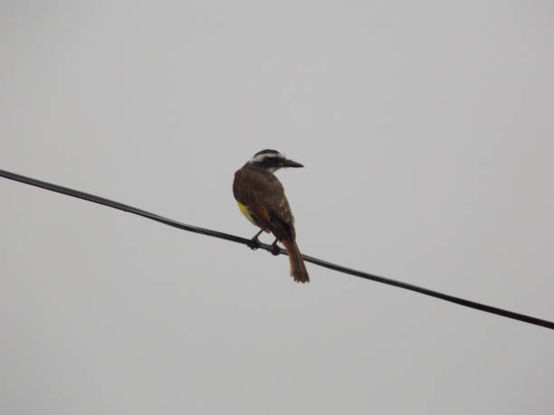 istock Bird resting on telephone line 1766918897