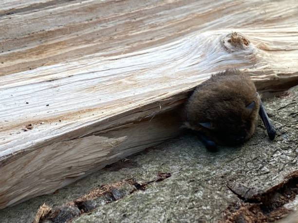 istock Front view on a bat sleeping in a stack of firewood - you see it`s ears. 1766919372