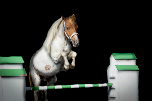 Pinto miniature horse jumping obstacle in colour