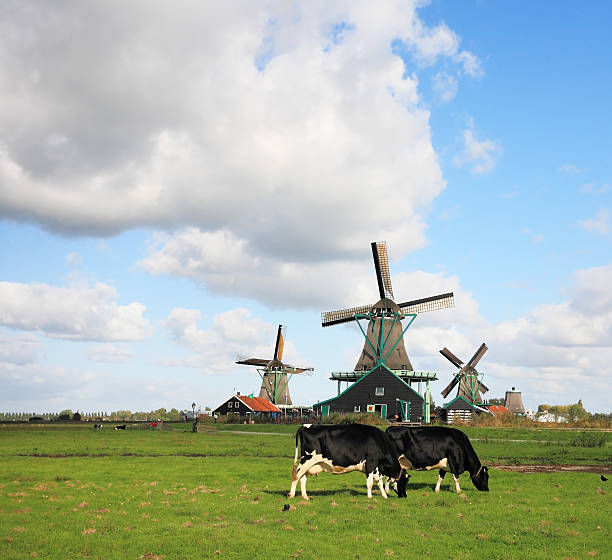 istock The graze groomed corpulent cow 176692265
