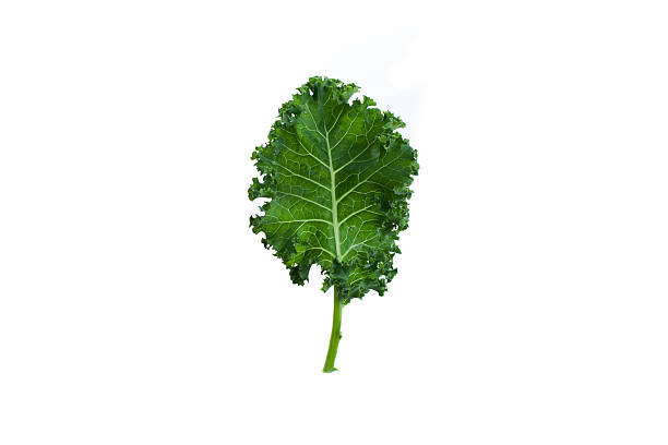 A fresh leaf of green kale on white background Single leaf of organic green kale on white background kale photos stock pictures, royalty-free photos & images