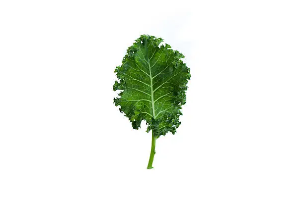 Single leaf of organic green kale on white background