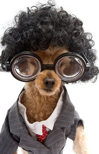 istock Nerdy Business Poodle with Big Hair 176693530