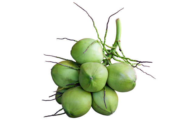 istock Group of young green coconut isolated on white background with Clipping path include 1766939148