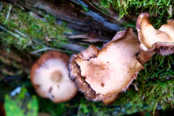 istock mushrooms at a natural environment inside a forest at autumn season 1766945704