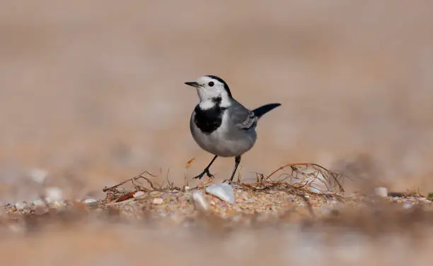 The white wagtail (Motacilla alba) is a small passerine bird in the family Motacillidae.