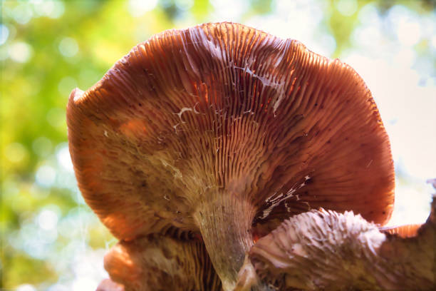 istock mushrooms at a natural environment inside a forest at autumn season 1766945725