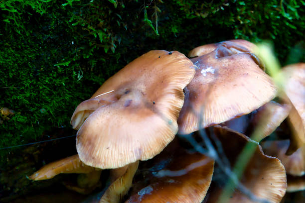 istock mushrooms at a natural environment inside a forest at autumn season 1766946267