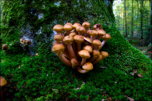 istock mushrooms at a natural environment inside a forest at autumn season 1766947994