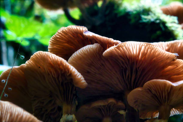 istock mushrooms at a natural environment inside a forest at autumn season 1766948595