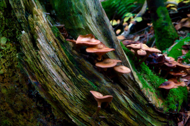 istock mushrooms at a natural environment inside a forest at autumn season 1766949156