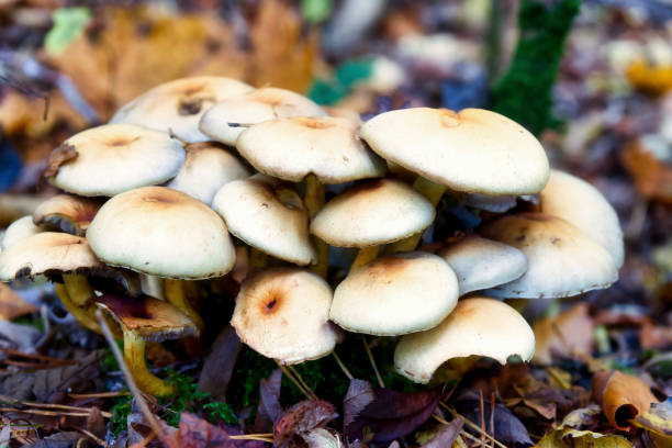 istock mushrooms at a natural environment inside a forest at autumn season 1766949737