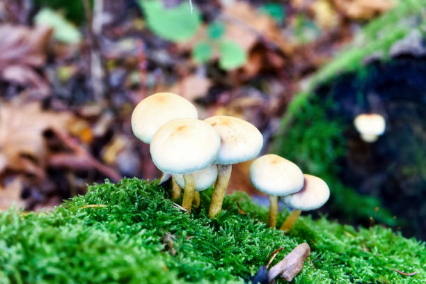 istock mushrooms at a natural environment inside a forest at autumn season 1766949828