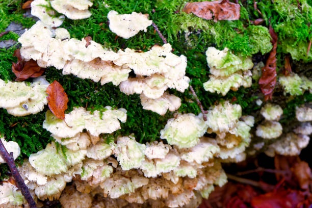 istock mushrooms at a natural environment inside a forest at autumn season 1766950264