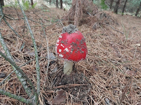 Autumn fly agaric mushrooms grew in a the forest