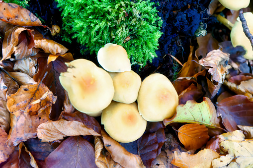 mushrooms at a natural environment inside a forest at autumn season with old wood, leaves and moss, close up view