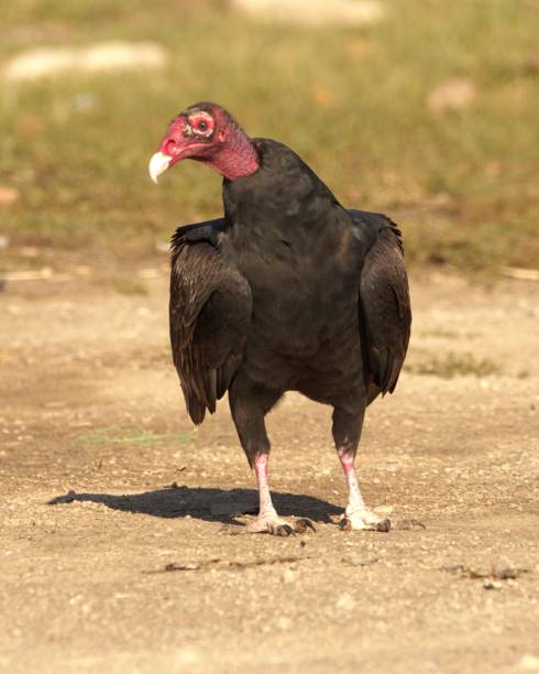 istock A Turkey Vulture Makes sure it is safe. 1766952096