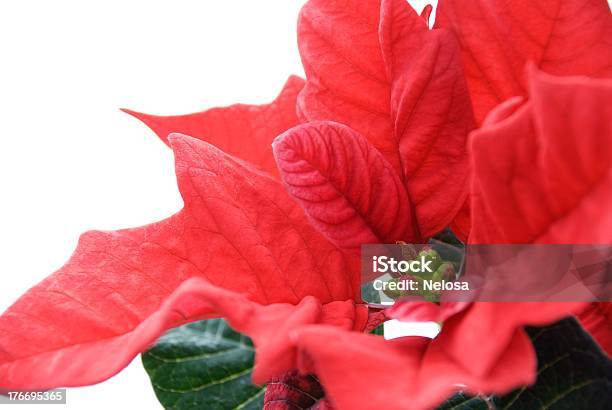 Primo Piano Di Rosa Rossa Invernale - Fotografie stock e altre immagini di Avvento - Avvento, Capolino, Caucasico