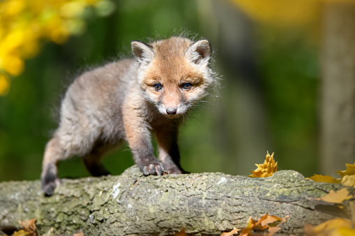 Red fox, vulpes vulpes, small young cub in autumn forest on branch. Cute little wild predators in natural environment. Wildlife scene from nature