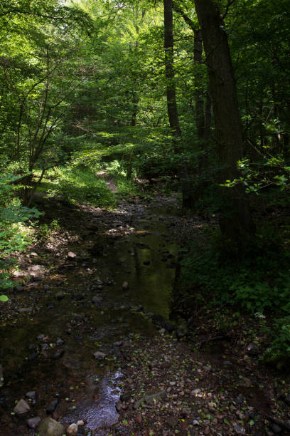 istock Shadows forming a black X in a forest with a small creek 1766955037