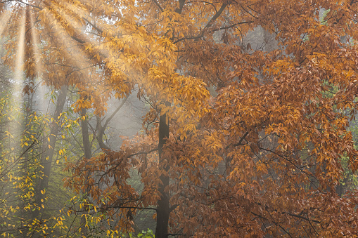 Foggy autumn landscape of forest with sunbeams, Barry State Game Area, Michigan, USA