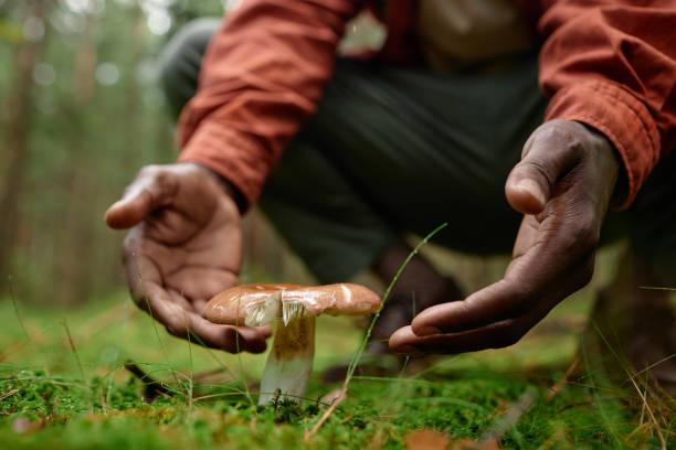 istock Man collecting mushrooms in the forest 1766956766