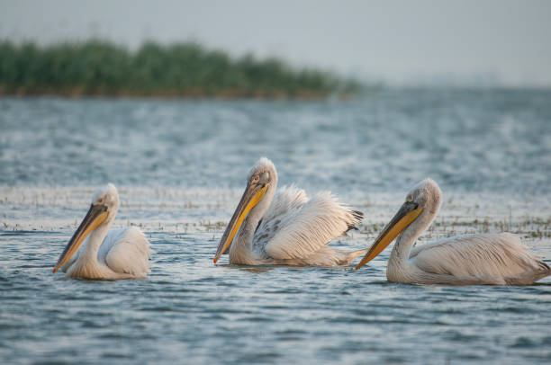 istock The Dalmatian pelican (Pelecanus crispus) 1766957046
