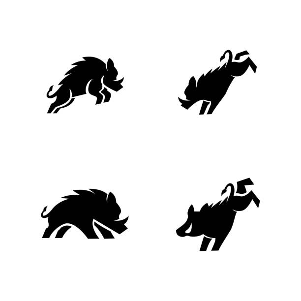 Boar icon design illustration Boar icon design illustration template dangerous steak stock illustrations
