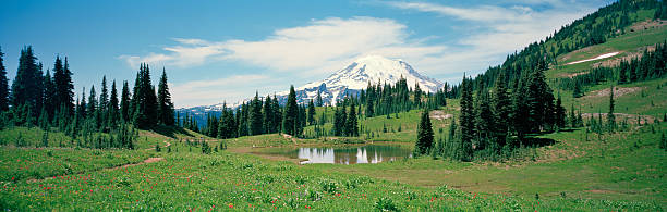 Mount Rainier, Washington Photographed in summer of 2013 from the Naches Peak trail. This is east of Mount Rainier. Pictured is a small lake surrounded by wildflowers and evergreen trees. Trail is visible on left. Hiker is visible.  Shot July 24th, 2013 with 6x17 cm Ektar film.  mt rainier national park stock pictures, royalty-free photos & images