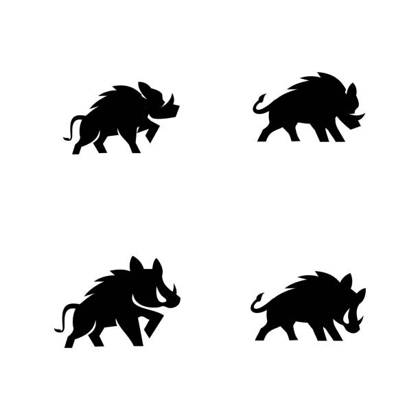 Boar icon design illustration Boar icon design illustration template dangerous steak stock illustrations