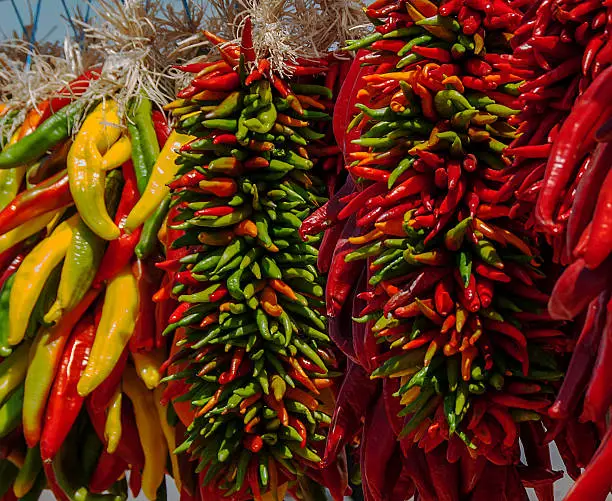 These colorful chile ristras were available for sale at an annual Hatch, New Mexico festival that celebrates the harvest of these world famous peppers. Hatch green chile (also spelled chili) is internationally known for its distinctive, spicy flavor prized in gourmet cooking.