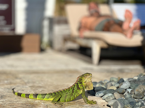 Iguana sunbathing by a pool.