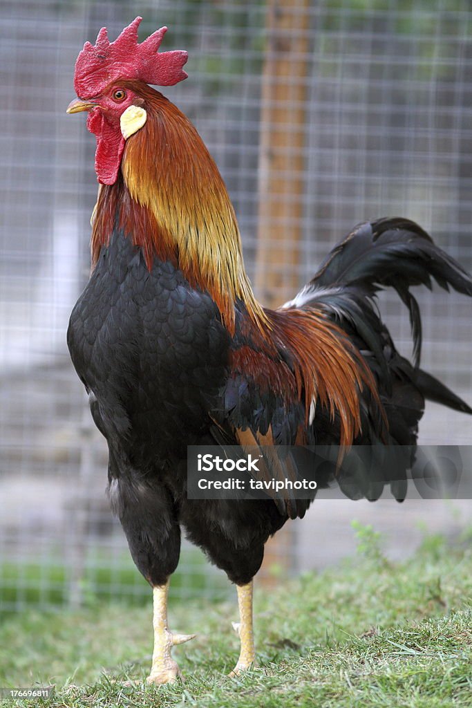 Grande Gallo in erba - Foto stock royalty-free di Agricoltura