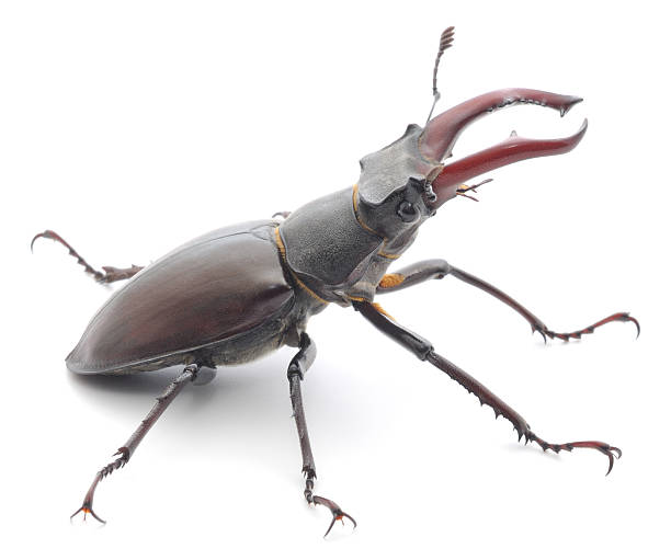 istock Rhinoceros beetle isolated on white 176696842
