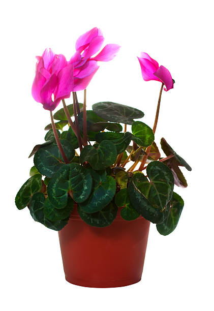istock flowering cyclamen in  pot. Isolated on white 176698082