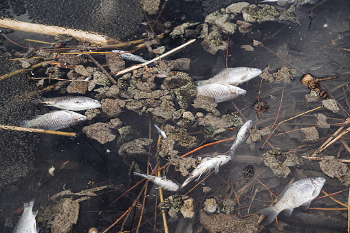 Ecological disaster poisoning of fish in the river, dead fish swims on the surface of the water, the lake died after winter. High quality photo