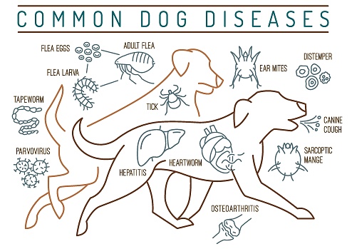 Common canine diseases. Informative infographics. Medical poster, banner for veterinarian clinics and hospitals. Editable vector illustration in simple linear style isolated on a white background