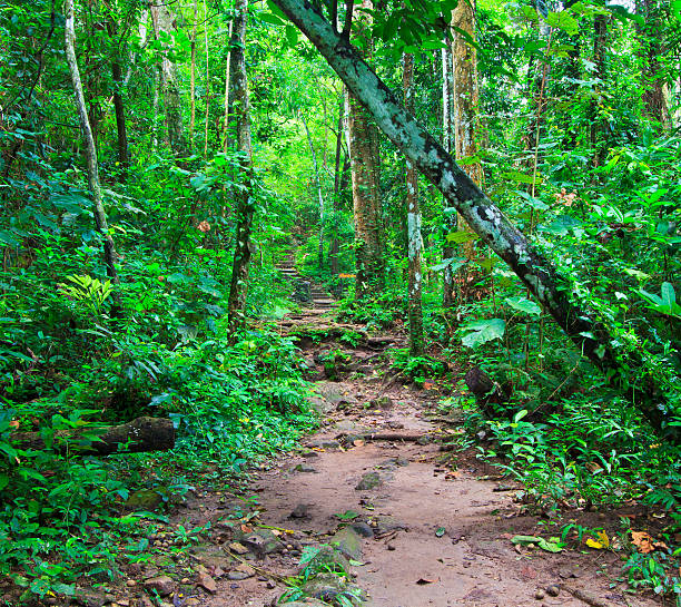Tropical trail in dense rainforest self-guided trails thailand