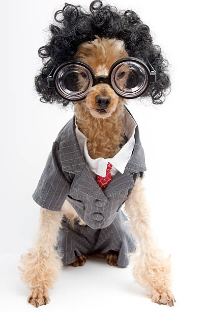 istock Nerdy Business Poodle with Big Glasses 176700194