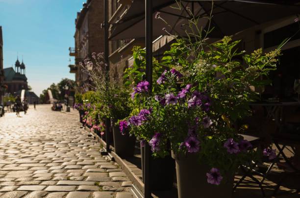 istock a cobble - stone path with purple flowers in pots 1767003385