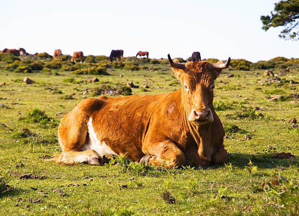 istock Brown cow lying in a field 176700697