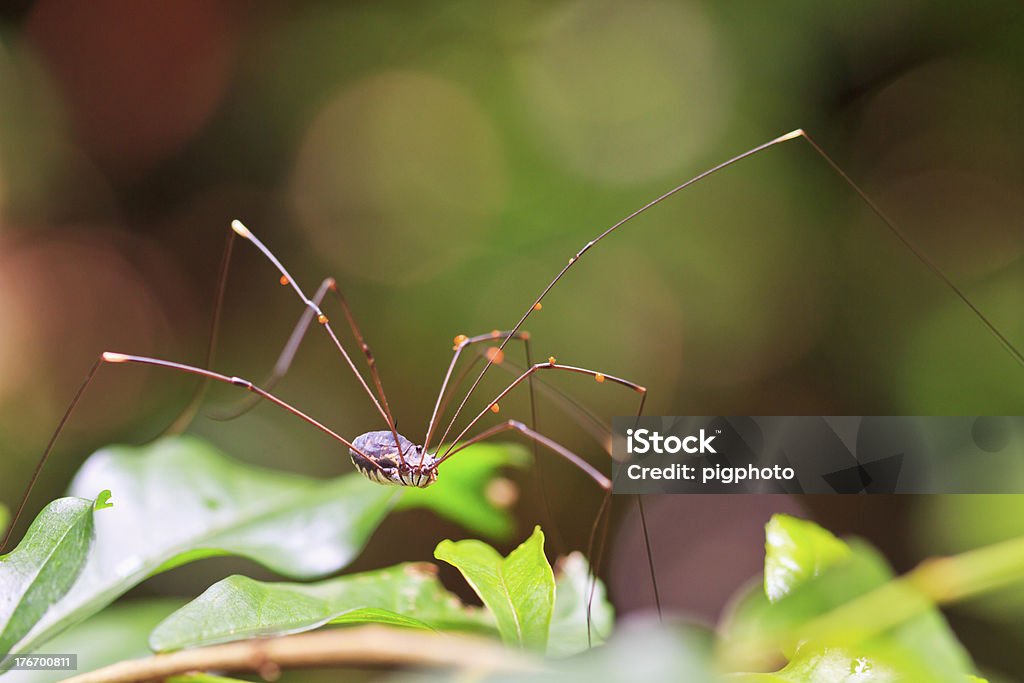 Aranha zona e floresta tropical da Ásia na Tailândia - Foto de stock de Agressão royalty-free