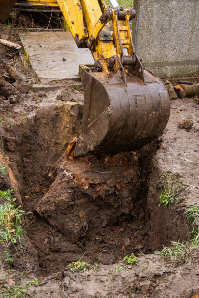 istock extraction of a large tree root in the cemetery 1767027125