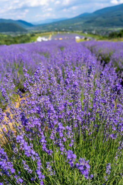 istock Beautiful lavender field with long purple rows. fluffy clouds 1767029309