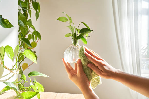 istock A woman's hand wipes a glass vase with a sprout with a soft plush rag. 1767030938